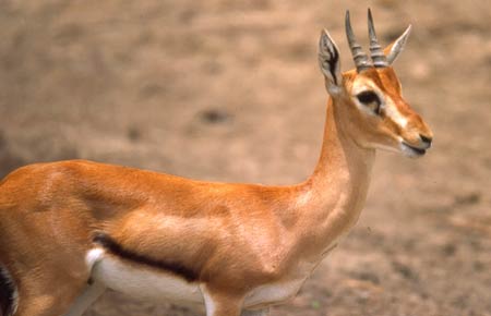oriental-antilope