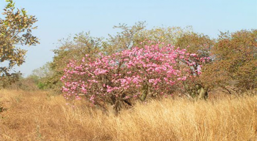 Les Baobabs