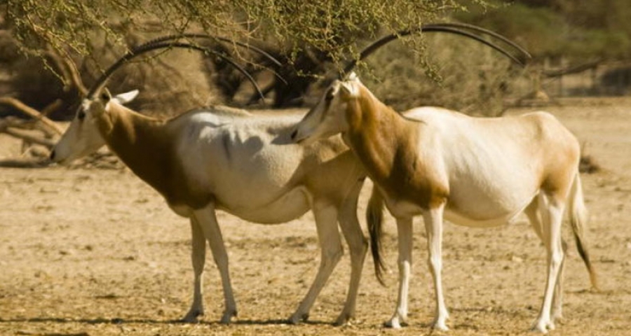 La réserve spéciale de faune de Guembeul dans le Gandiolais